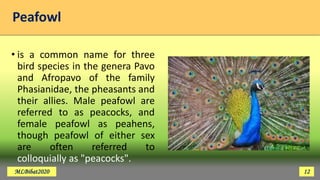 Peafowl
• is a common name for three
bird species in the genera Pavo
and Afropavo of the family
Phasianidae, the pheasants and
their allies. Male peafowl are
referred to as peacocks, and
female peafowl as peahens,
though peafowl of either sex
are often referred to
colloquially as "peacocks".
MLBibat2020 12
 