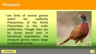 Pheasant
• are birds of several genera
within the subfamily
Phasianinae, of the family
Phasianidae in the order
Galliformes. Though they can
be found world over in
introduced populations, the
pheasant genera native range
is restricted to Asia.
MLBibat2020 13
 