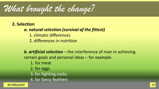 2. Selection
a. natural selection (survival of the fittest)
1. climatic differences
2. differences in nutrition
b. artificial selection – the interference of man in achieving
certain goals and personal ideas – for example.
1. for meat
2. for eggs
3. for fighting cocks
4. for fancy feathers
What brought the change?
MLBibat2020 19
 