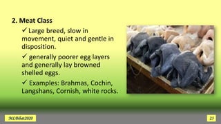 2. Meat Class
Large breed, slow in
movement, quiet and gentle in
disposition.
 generally poorer egg layers
and generally lay browned
shelled eggs.
 Examples: Brahmas, Cochin,
Langshans, Cornish, white rocks.
MLBibat2020 23
 