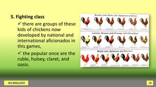 5. Fighting class
there are groups of these
kids of chickens now
developed by national and
international aficionados in
this games,
 the popular once are the
ruble, hulsey, claret, and
oasis.
MLBibat2020 26
 