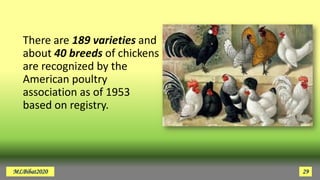 There are 189 varieties and
about 40 breeds of chickens
are recognized by the
American poultry
association as of 1953
based on registry.
MLBibat2020 29
 