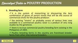Specialized Fields in POULTRY PRODUCTION
1. Breeding farm
 it is the system of researching or discovering the best
combination of genes of parent stocks that will be the source of
commercial chicks for the poultry producer.
 the existing “strains” or probably across of various lines now
available to a commercial poultry raiser is a product of very long
studies by the geneticist.
 there is no true commercial poultry breeding farm existing in the
Philippines of 2003.
 Poultry breeding farms in the country are franchised breeder
farms from other international breeders.
MLBibat2020 30
 