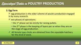 2. Egg Farm
 egg production is the older scheme of poultry production engaged
in by many research.
 two phases of operations:
• the 1st phase can be strictly for raising pullets.
• the 2nd phase is the keeping of layers per se when they are on
the stage of egg production.
 All female type chicks are obtained from the reputable hatchery
for this kind of stock.
Specialized Fields in POULTRY PRODUCTION
MLBibat2020 31
 