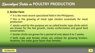 Specialized Fields in POULTRY PRODUCTION
2. Broiler Farm
 It is the most recent specialized field in the Philippines.
 this is the growing of meat type chicken essentially for meat
production
 stocks used for this purpose are so-called broiler-type chicks which
are known for the fast growth, meaty conformation and good feed
conservation.
 broiler chicks are grown for a period of only about 6 to 7 weeks.
 both male and female chicks are utilized for growing broilers.
However, the males grow faster than females.
MLBibat2020 32
 