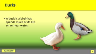 Ducks
• A duck is a bird that
spends much of its life
on or near water.
MLBibat2020 6
 