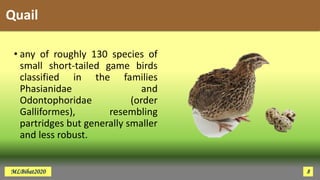 Quail
• any of roughly 130 species of
small short-tailed game birds
classified in the families
Phasianidae and
Odontophoridae (order
Galliformes), resembling
partridges but generally smaller
and less robust.
MLBibat2020 8
 