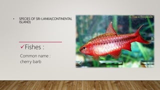 • SPECIES OF SRI-LANKA(CONTINENTAL
ISLAND)
Fishes :
Common name :
cherry barb
 