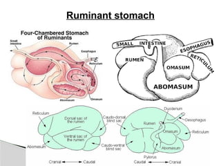 Small Ruminant Gi Specific-features-of-Gastrointestinal-tract-in-ruminants.pptx