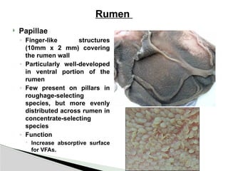 Normal Rumen Wall Specific-features-of-Gastrointestinal-tract-in-ruminants.pptx