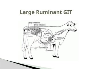 Sheep Ruminant Gi Specific-features-of-Gastrointestinal-tract-in-ruminants.pptx