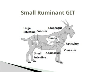 Small Ruminant Meat Specific-features-of-Gastrointestinal-tract-in-ruminants.pptx
