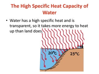 The High Specific Heat Capacity of
Water
• Water has a high specific heat and is
transparent, so it takes more energy to heat
up than land does.
 