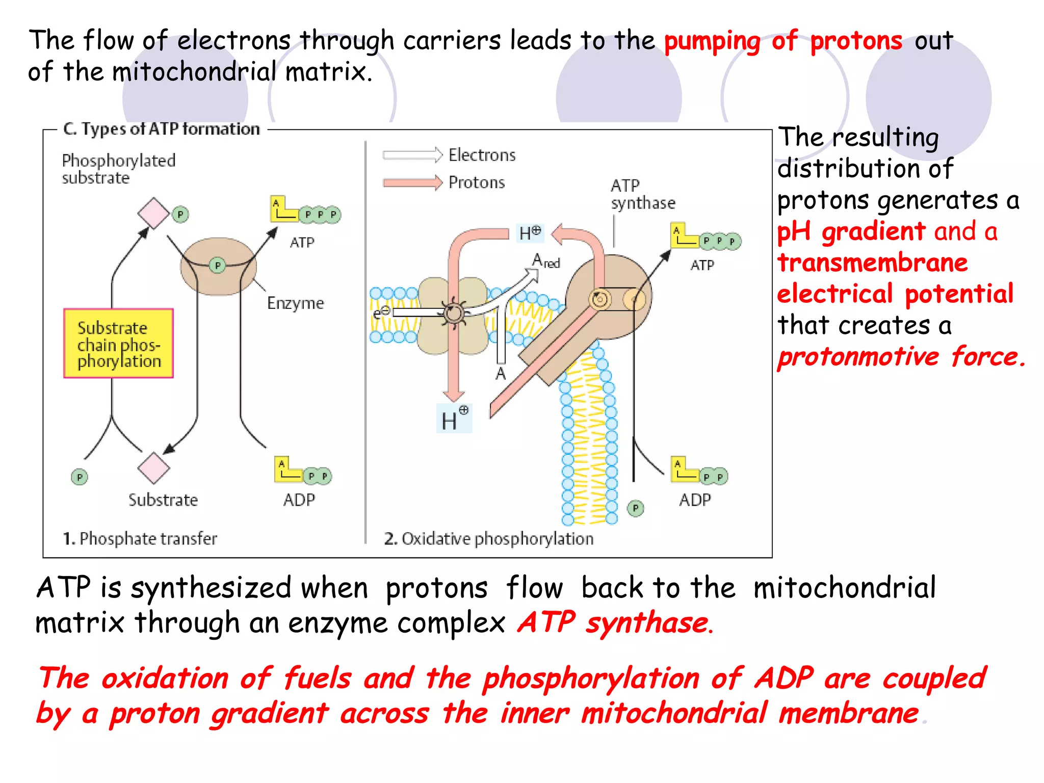 The flow of electrons through carriers leads to the pumping of protons out
of the mitochondrial matrix.
The resulting
distribution of
protons generates a
pH gradient and a
transmembrane
electrical potential
that creates a
protonmotive force.

ATP is synthesized when protons flow back to the mitochondrial
matrix through an enzyme complex ATP synthase.

The oxidation of fuels and the phosphorylation of ADP are coupled
by a proton gradient across the inner mitochondrial membrane.

 