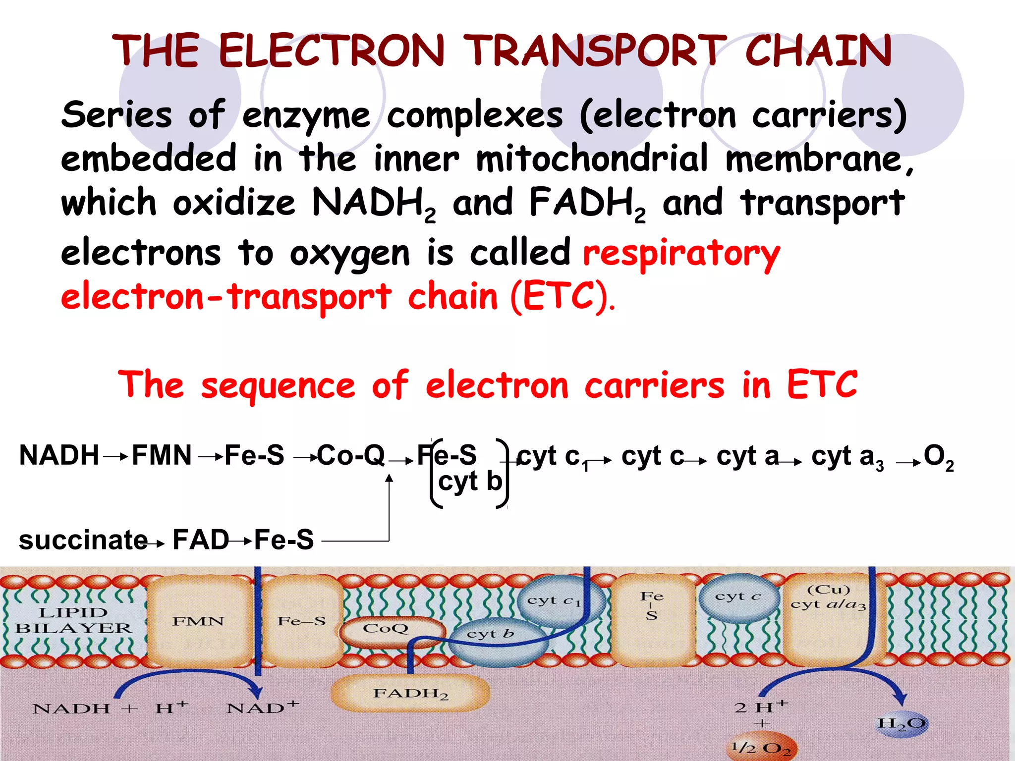 THE ELECTRON TRANSPORT CHAIN
Series of enzyme complexes (electron carriers)
embedded in the inner mitochondrial membrane,
which oxidize NADH2 and FADH2 and transport
electrons to oxygen is called respiratory
electron-transport chain (ETC).
The sequence of electron carriers in ETC
NADH

FMN

Fe-S

succinate FAD Fe-S

Co-Q

Fe-S cyt c1
cyt b

cyt c

cyt a

cyt a3

O2

 