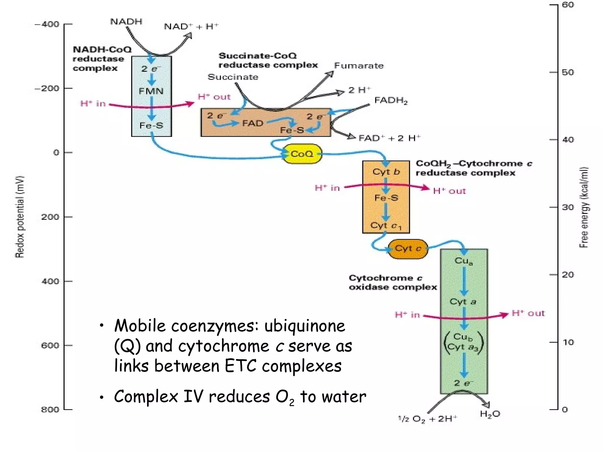 • Mobile coenzymes: ubiquinone
(Q) and cytochrome c serve as
links between ETC complexes
• Complex IV reduces O2 to water

 