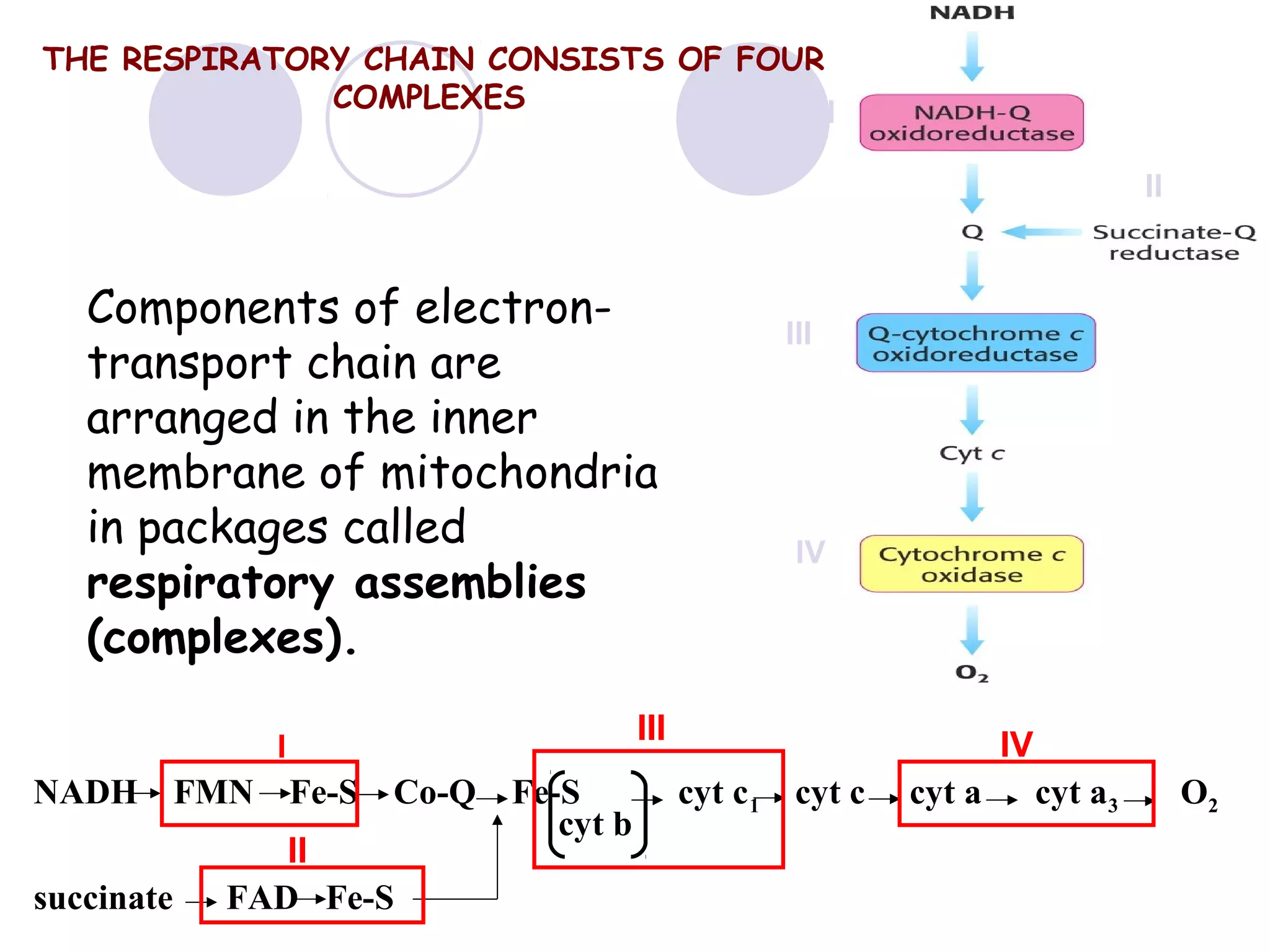 THE RESPIRATORY CHAIN CONSISTS OF FOUR
COMPLEXES
I
II

Components of electrontransport chain are
arranged in the inner
membrane of mitochondria
in packages called
respiratory assemblies
(complexes).

succinate

FMN

IV

III

I

NADH

III

Fe-S

Co-Q

II
FAD Fe-S

Fe-S
cyt b

IV
cyt c 1

cyt c

cyt a

cyt a3

O2

 