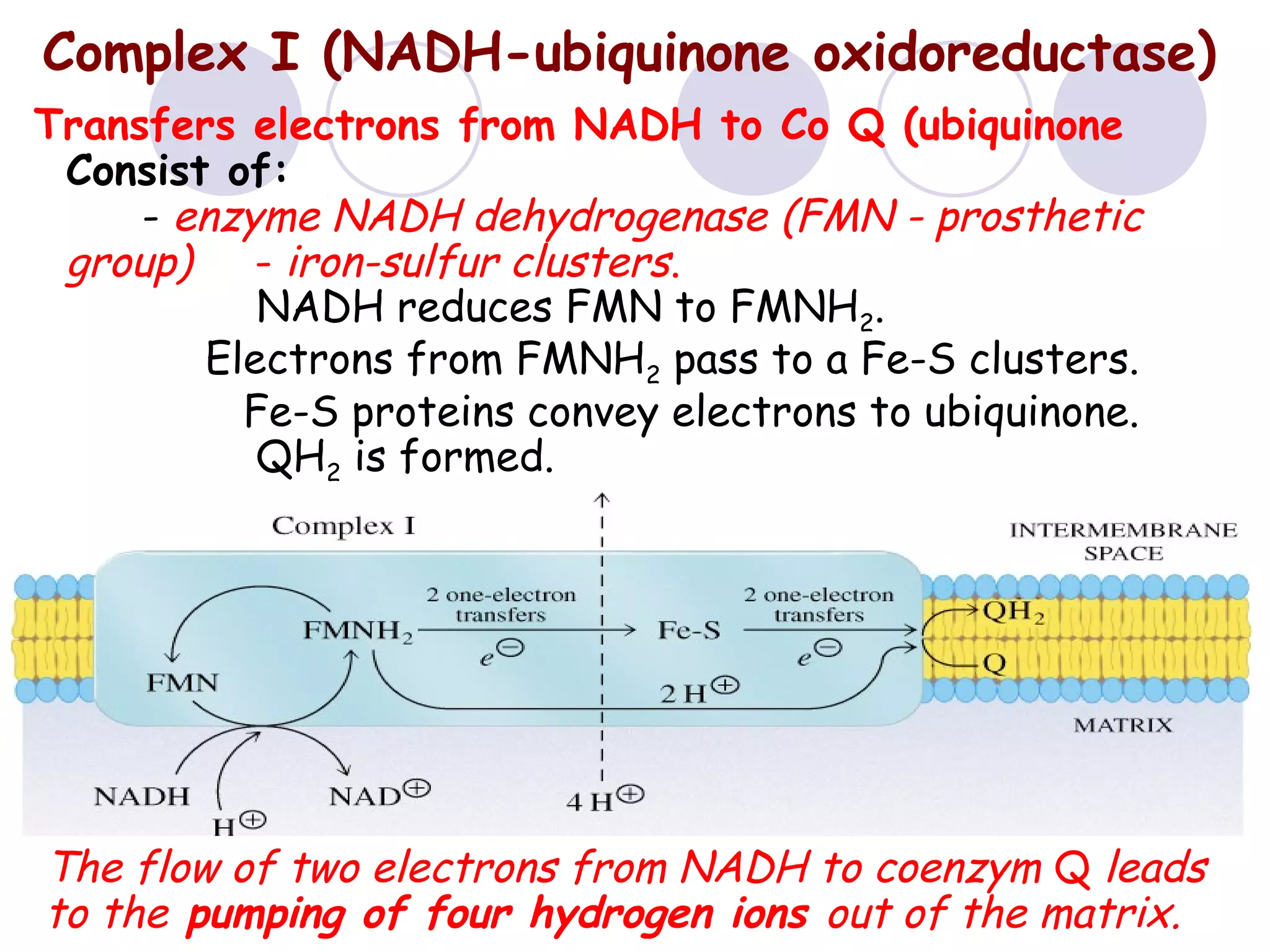 Complex I (NADH-ubiquinone oxidoreductase)
Transfers electrons from NADH to Co Q (ubiquinone)
Consist of:
- enzyme NADH dehydrogenase (FMN - prosthetic
group) - iron-sulfur clusters.
NADH reduces FMN to FMNH2.
Electrons from FMNH2 pass to a Fe-S clusters.
Fe-S proteins convey electrons to ubiquinone.
QH2 is formed.

The flow of two electrons from NADH to coenzym Q leads
to the pumping of four hydrogen ions out of the matrix.

 