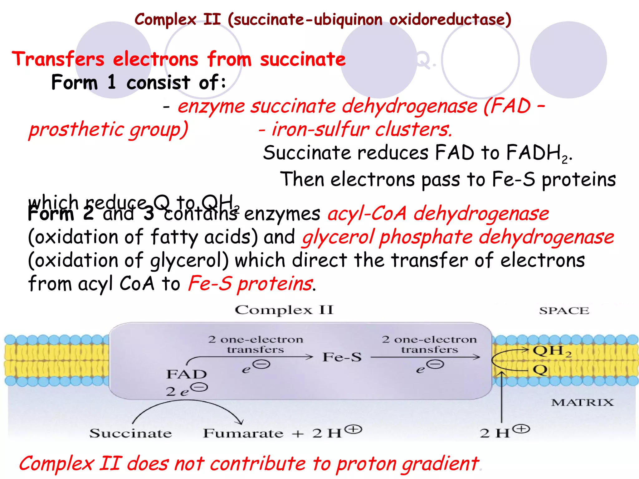 Complex II (succinate-ubiquinon oxidoreductase)

Transfers electrons from succinate to Co Q.
Form 1 consist of:
- enzyme succinate dehydrogenase (FAD –
prosthetic group)
- iron-sulfur clusters.
Succinate reduces FAD to FADH2.
Then electrons pass to Fe-S proteins
which reduce Q to QH2
Form 2 and 3 contains enzymes acyl-CoA dehydrogenase
(oxidation of fatty acids) and glycerol phosphate dehydrogenase
(oxidation of glycerol) which direct the transfer of electrons
from acyl CoA to Fe-S proteins.

Complex II does not contribute to proton gradient.

 