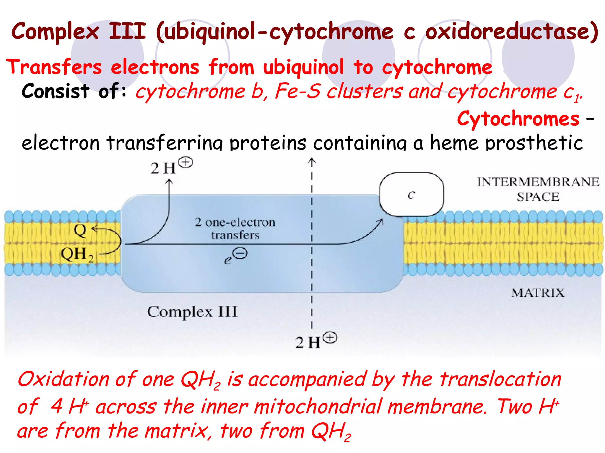 Complex III (ubiquinol-cytochrome c oxidoreductase)
Transfers electrons from ubiquinol to cytochrome c.
Consist of: cytochrome b, Fe-S clusters and cytochrome c1.
Cytochromes –
electron transferring proteins containing a heme prosthetic
group (Fe2+ ⇔ Fe3+).

Oxidation of one QH2 is accompanied by the translocation
of 4 H+ across the inner mitochondrial membrane. Two H+
are from the matrix, two from QH2

 