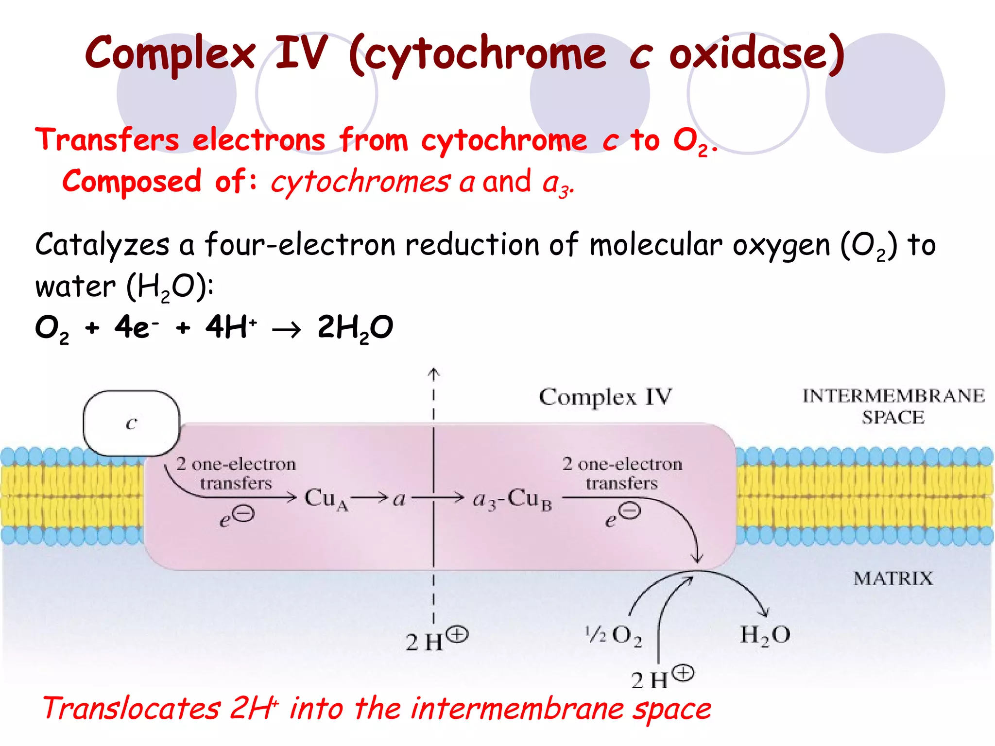 Complex IV (cytochrome c oxidase)
Transfers electrons from cytochrome c to O2.
Composed of: cytochromes a and a3.
Catalyzes a four-electron reduction of molecular oxygen (O2) to
water (H2O):
O2 + 4e- + 4H+ → 2H2O

Translocates 2H+ into the intermembrane space

 