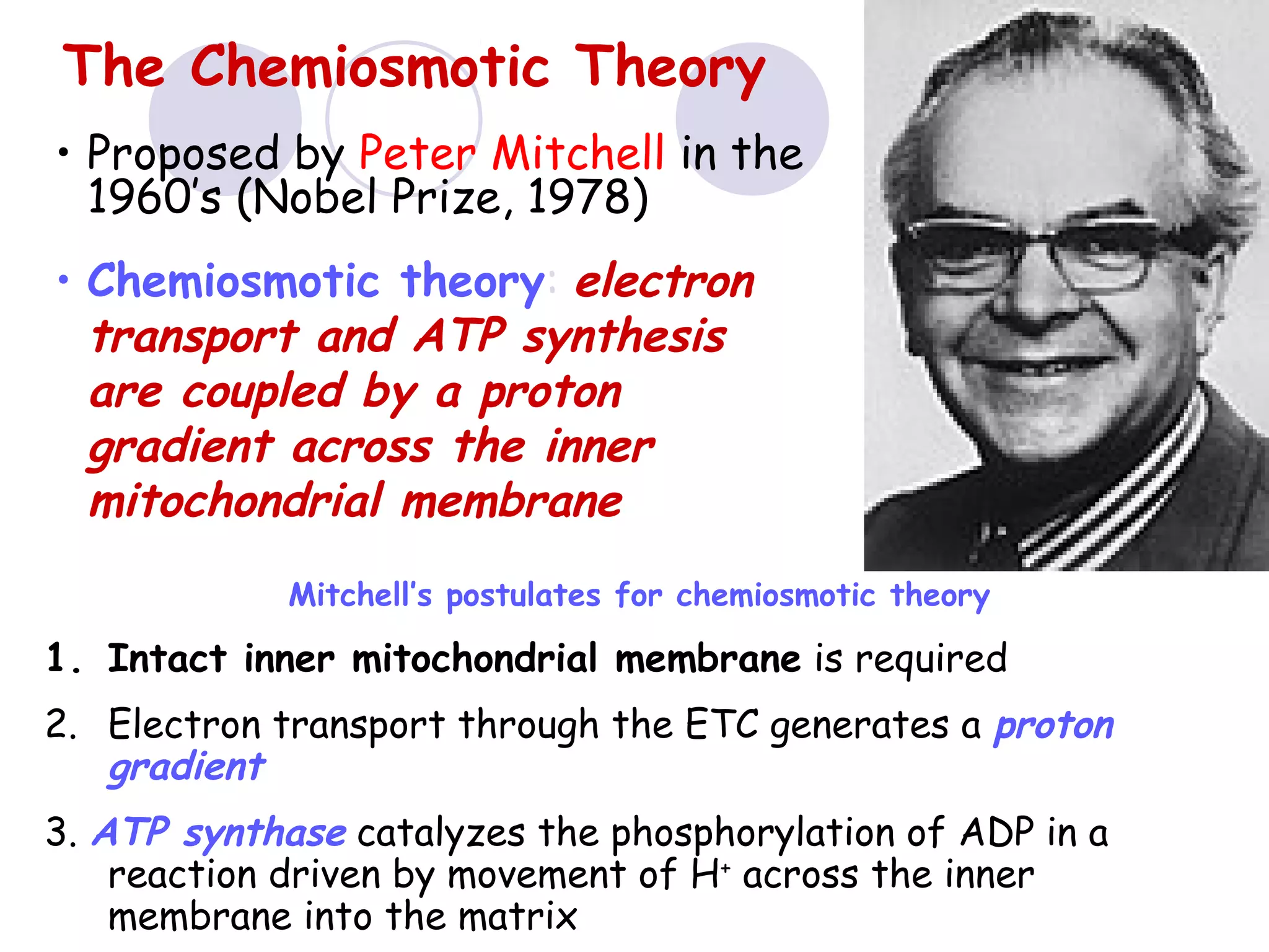 The Chemiosmotic Theory
• Proposed by Peter Mitchell in the
1960’s (Nobel Prize, 1978)
• Chemiosmotic theory: electron
transport and ATP synthesis
are coupled by a proton
gradient across the inner
mitochondrial membrane
Mitchell’s postulates for chemiosmotic theory

1. Intact inner mitochondrial membrane is required
2. Electron transport through the ETC generates a proton
gradient
3. ATP synthase catalyzes the phosphorylation of ADP in a
reaction driven by movement of H+ across the inner
membrane into the matrix

 