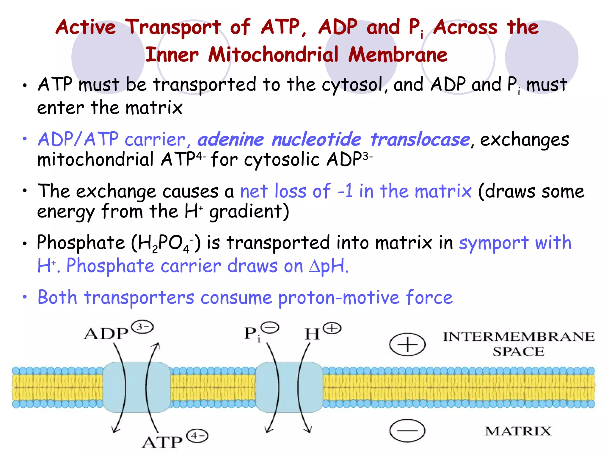 Active Transport of ATP, ADP and Pi Across the
Inner Mitochondrial Membrane
• ATP must be transported to the cytosol, and ADP and Pi must
enter the matrix
• ADP/ATP carrier, adenine nucleotide translocase, exchanges
mitochondrial ATP4- for cytosolic ADP3• The exchange causes a net loss of -1 in the matrix (draws some
energy from the H+ gradient)
• Phosphate (H2PO4-) is transported into matrix in symport with
H+. Phosphate carrier draws on ∆pH.
• Both transporters consume proton-motive force

 