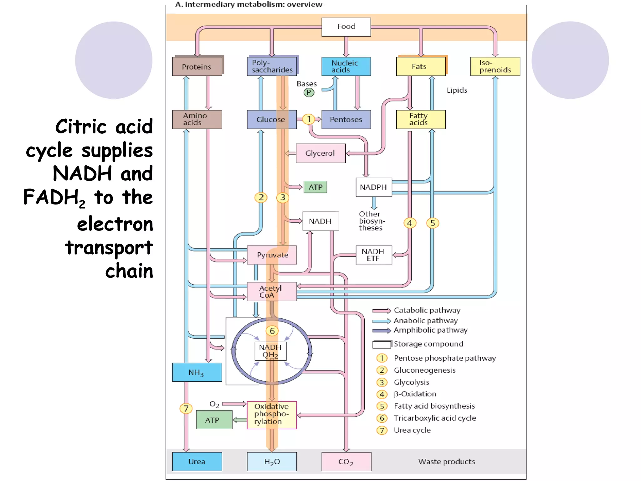 Citric acid
cycle supplies
NADH and
FADH2 to the
electron
transport
chain

 