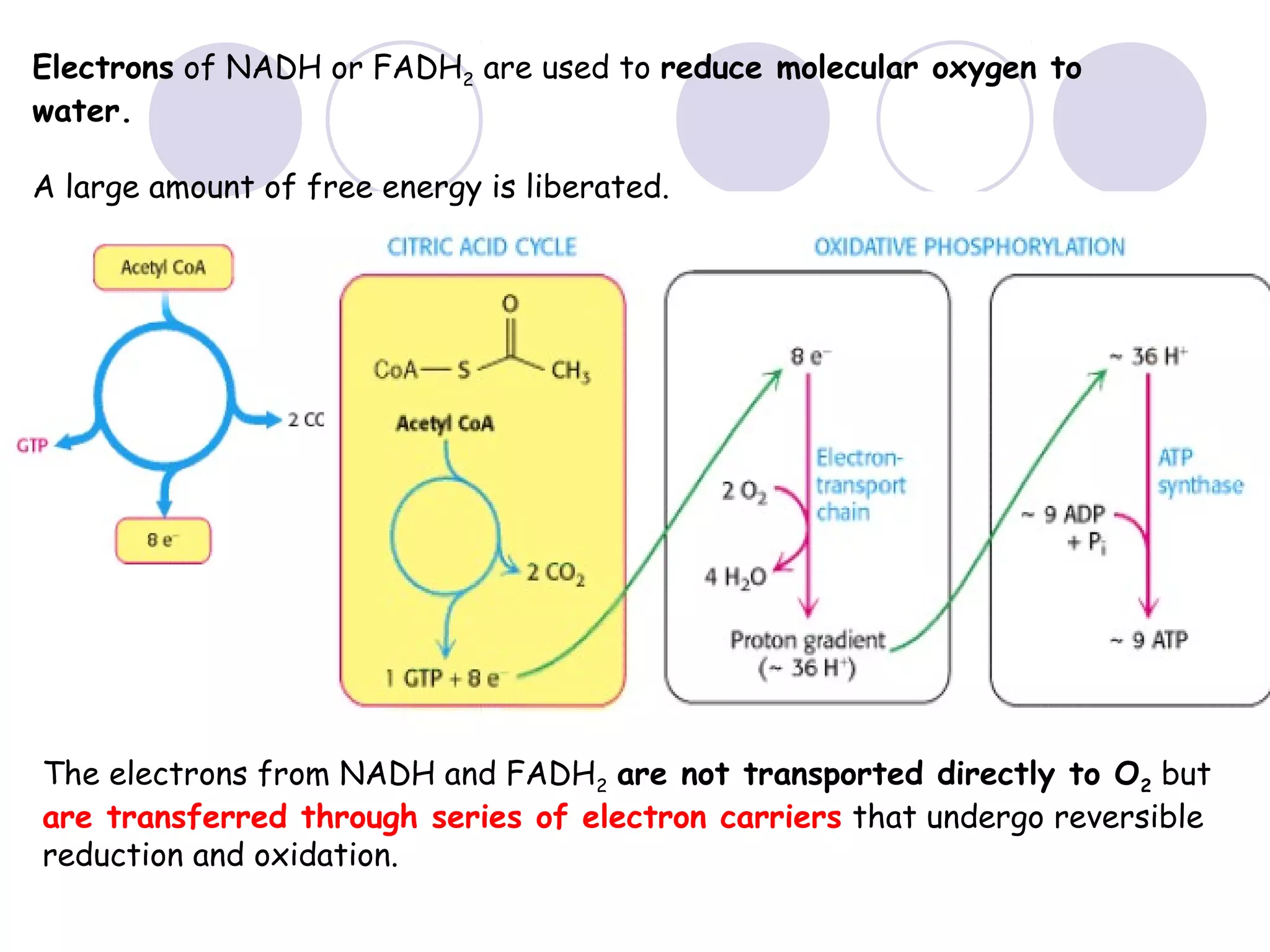 Electrons of NADH or FADH2 are used to reduce molecular oxygen to
water.
A large amount of free energy is liberated.

The electrons from NADH and FADH2 are not transported directly to O2 but
are transferred through series of electron carriers that undergo reversible
reduction and oxidation.

 