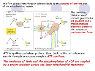 The flow of electrons through carriers leads to the pumping of protons out
of the mitochondrial matrix.
The resulting
distribution of
protons generates a
pH gradient and a
transmembrane
electrical potential
that creates a
protonmotive force.

ATP is synthesized when protons flow back to the mitochondrial
matrix through an enzyme complex ATP synthase.

The oxidation of fuels and the phosphorylation of ADP are coupled
by a proton gradient across the inner mitochondrial membrane.

 