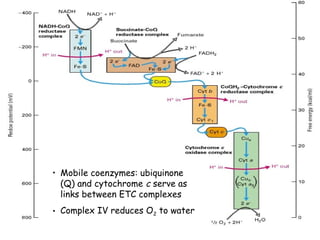 • Mobile coenzymes: ubiquinone
(Q) and cytochrome c serve as
links between ETC complexes
• Complex IV reduces O2 to water

 