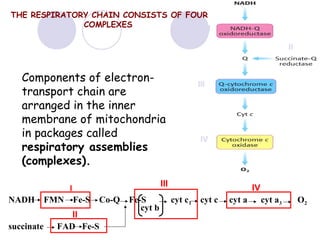 THE RESPIRATORY CHAIN CONSISTS OF FOUR
COMPLEXES
I
II

Components of electrontransport chain are
arranged in the inner
membrane of mitochondria
in packages called
respiratory assemblies
(complexes).

succinate

FMN

IV

III

I

NADH

III

Fe-S

Co-Q

II
FAD Fe-S

Fe-S
cyt b

IV
cyt c 1

cyt c

cyt a

cyt a3

O2

 