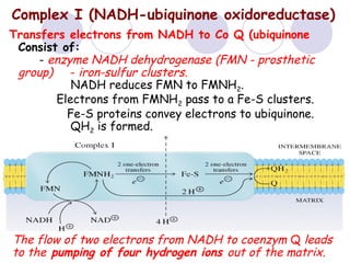 Complex I (NADH-ubiquinone oxidoreductase)
Transfers electrons from NADH to Co Q (ubiquinone)
Consist of:
- enzyme NADH dehydrogenase (FMN - prosthetic
group) - iron-sulfur clusters.
NADH reduces FMN to FMNH2.
Electrons from FMNH2 pass to a Fe-S clusters.
Fe-S proteins convey electrons to ubiquinone.
QH2 is formed.

The flow of two electrons from NADH to coenzym Q leads
to the pumping of four hydrogen ions out of the matrix.

 