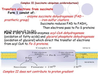 Complex II (succinate-ubiquinon oxidoreductase)

Transfers electrons from succinate to Co Q.
Form 1 consist of:
- enzyme succinate dehydrogenase (FAD –
prosthetic group)
- iron-sulfur clusters.
Succinate reduces FAD to FADH2.
Then electrons pass to Fe-S proteins
which reduce Q to QH2
Form 2 and 3 contains enzymes acyl-CoA dehydrogenase
(oxidation of fatty acids) and glycerol phosphate dehydrogenase
(oxidation of glycerol) which direct the transfer of electrons
from acyl CoA to Fe-S proteins.

Complex II does not contribute to proton gradient.

 