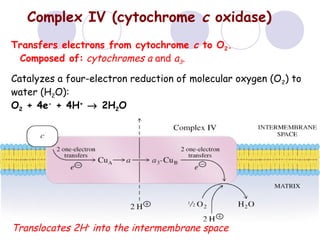Complex IV (cytochrome c oxidase)
Transfers electrons from cytochrome c to O2.
Composed of: cytochromes a and a3.
Catalyzes a four-electron reduction of molecular oxygen (O2) to
water (H2O):
O2 + 4e- + 4H+ → 2H2O

Translocates 2H+ into the intermembrane space

 