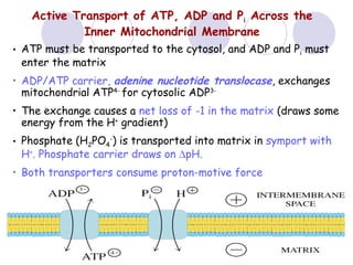 Active Transport of ATP, ADP and Pi Across the
Inner Mitochondrial Membrane
• ATP must be transported to the cytosol, and ADP and Pi must
enter the matrix
• ADP/ATP carrier, adenine nucleotide translocase, exchanges
mitochondrial ATP4- for cytosolic ADP3• The exchange causes a net loss of -1 in the matrix (draws some
energy from the H+ gradient)
• Phosphate (H2PO4-) is transported into matrix in symport with
H+. Phosphate carrier draws on ∆pH.
• Both transporters consume proton-motive force

 