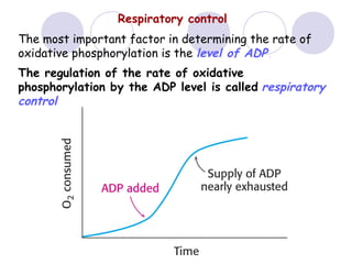 Respiratory control
The most important factor in determining the rate of
oxidative phosphorylation is the level of ADP.
The regulation of the rate of oxidative
phosphorylation by the ADP level is called respiratory
control

 