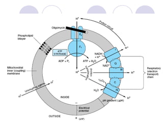 Specific and general pathway etc(new)2013