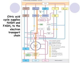Citric acid
cycle supplies
NADH and
FADH2 to the
electron
transport
chain

 