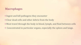 Macrophages
Ingest and kill pathogens they encounter
Clear dead cells and other debris from the body
Most travel through the body in blood, lymph, and fluid between cells
 Concentrated in particular organs, especially the spleen and lungs.
15
 