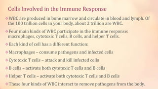 Cells Involved in the Immune Response
WBC are produced in bone marrow and circulate in blood and lymph. Of
the 100 trillion cells in your body, about 2 trillion are WBC.
Four main kinds of WBC participate in the immune response:
macrophages, cytotoxic T cells, B cells, and helper T cells.
Each kind of cell has a different function:
Macrophages – consume pathogens and infected cells
Cytotoxic T cells – attack and kill infected cells
B cells – activate both cytotoxic T cells and B cells
Helper T cells – activate both cytotoxic T cells and B cells
These four kinds of WBC interact to remove pathogens from the body.23
 