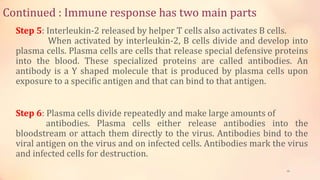 Continued : Immune response has two main parts
Step 5: Interleukin-2 released by helper T cells also activates B cells.
When activated by interleukin-2, B cells divide and develop into
plasma cells. Plasma cells are cells that release special defensive proteins
into the blood. These specialized proteins are called antibodies. An
antibody is a Y shaped molecule that is produced by plasma cells upon
exposure to a specific antigen and that can bind to that antigen.
Step 6: Plasma cells divide repeatedly and make large amounts of
antibodies. Plasma cells either release antibodies into the
bloodstream or attach them directly to the virus. Antibodies bind to the
viral antigen on the virus and on infected cells. Antibodies mark the virus
and infected cells for destruction.
28
 