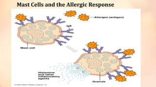 Mast Cells and the Allergic Response
 