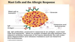 Mast Cells and the Allergic Response
 