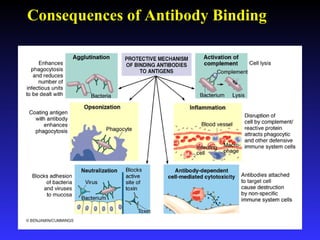 Consequences of Antibody Binding
 