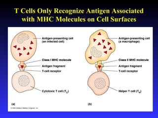 T Cells Only Recognize Antigen Associated
with MHC Molecules on Cell Surfaces
 
