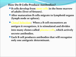 How Do B Cells Produce Antibodies?
B cells develop from stem cells in the bone marrow
of adults (liver of fetuses).
After maturation B cells migrate to lymphoid organs
(lymph node or spleen).
Clonal Selection: When a B cell encounters an
antigen it recognizes, it is stimulated and divides
into many clones called plasma cells, which actively
secrete antibodies.
Each B cell produces antibodies that will recognize
only one antigenic determinant.
 