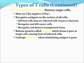 Types of T cells (Continued)
2. Cytotoxic T (Tc) Cells: Destroy target cells.
 Most are CD4 negative (CD4-
).
 Recognize antigens on the surface of all cells:
 Kill host cells that are infected with viruses or bacteria.
 Recognize and kill cancer cells.
 Recognize and destroy transplanted tissue.
 Release protein called perforin which forms a pore in
target cell, causing lysis of infected cells.
 Undergo apoptosis when stimulating antigen is gone.
 