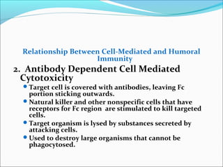 Relationship Between Cell-Mediated and Humoral
Immunity
2. Antibody Dependent Cell Mediated
Cytotoxicity
Target cell is covered with antibodies, leaving Fc
portion sticking outwards.
Natural killer and other nonspecific cells that have
receptors for Fc region are stimulated to kill targeted
cells.
Target organism is lysed by substances secreted by
attacking cells.
Used to destroy large organisms that cannot be
phagocytosed.
 
