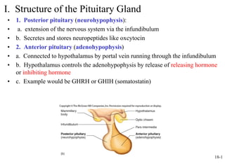 18-1
I. Structure of the Pituitary Gland
• 1. Posterior pituitary (neurohypophysis):
• a. extension of the nervous system via the infundibulum
• b. Secretes and stores neuropeptides like oxcytocin
• 2. Anterior pituitary (adenohypophysis)
• a. Connected to hypothalamus by portal vein running through the infundibulum
• b. Hypothalamus controls the adenohypophysis by release of releasing hormone
or inhibiting hormone
• c. Example would be GHRH or GHIH (somatostatin)
 